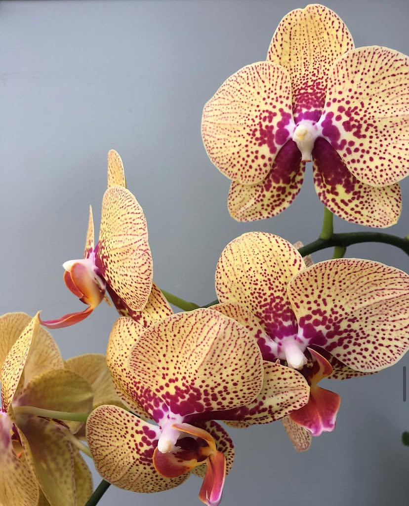 Captivating Piper Phalanopsis Orchid - A charming phalaenopsis orchid gift available in vibrant colors, perfect for brightening special moments.
