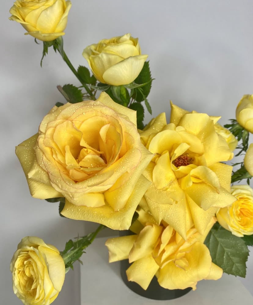 A vibrant bouquet of roses featuring stunning yellow blooms, crafted by Naked Fern Florals. This Julieta Bouquet of Roses is perfect for any occasion, showcasing fresh flowers that envelop the senses. Ideal for celebrations and special moments. #brisbaneflorist #everydayflowers #mothersdayflowers #Nakedfernflowers #weddingflowers