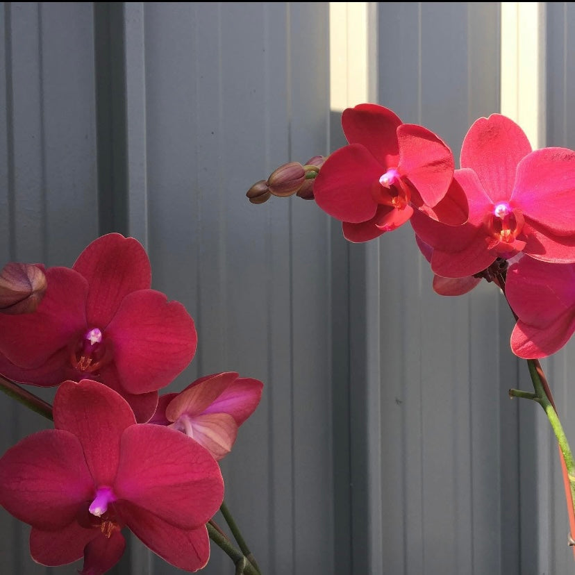 Elegant pink orchids gracefully displayed, representing the beauty of love, by Naked Fern Florals in a stunning arrangement that embodies romance and sophistication.