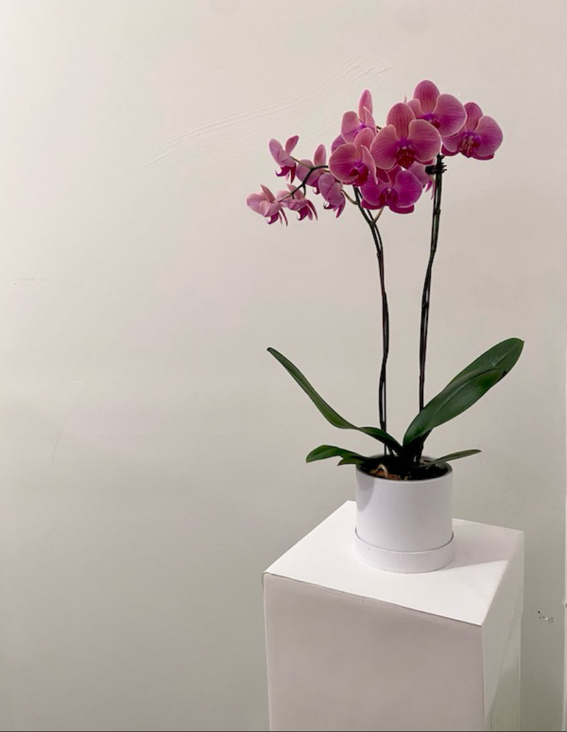 Piper Phalanopsis Orchid - A luxurious phalaenopsis orchid gift showcasing elegant blooms, ideal for birthdays and office décor.