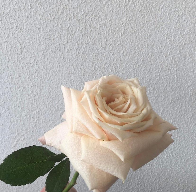 A delicate pale pink rose, symbolizing elegance, from the Tiffany Flowers: Pastel Pure Perfumes Bouquet by Naked Fern Florals, perfect as birthday flower gifts. 
 #brisbaneflorist #everydayflowers #mothersdayflowers #Nakedfernflowers #weddingflowers